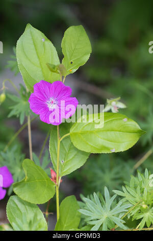 Géranium sanguin (Geranium sanguineum) Banque D'Images