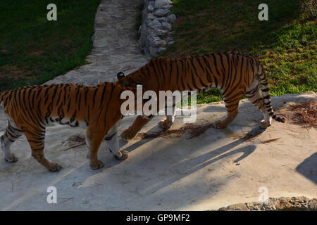 Group tigres de Sibérie / tigres de l'amour (Panthera tigris altaica) jouant à l'intérieur de zoo Banque D'Images