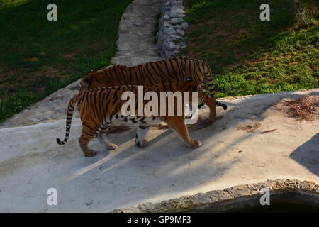 Group tigres de Sibérie / tigres de l'amour (Panthera tigris altaica) jouant à l'intérieur de zoo Banque D'Images