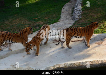 Group tigres de Sibérie / tigres de l'amour (Panthera tigris altaica) jouant à l'intérieur de zoo Banque D'Images