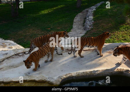 Group tigres de Sibérie / tigres de l'amour (Panthera tigris altaica) jouant à l'intérieur de zoo Banque D'Images