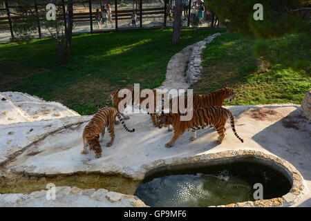 Group tigres de Sibérie / tigres de l'amour (Panthera tigris altaica) jouant à l'intérieur de zoo Banque D'Images