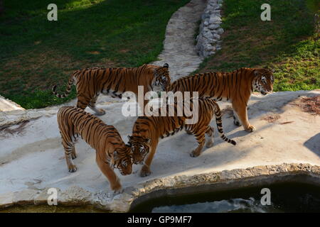 Group tigres de Sibérie / tigres de l'amour (Panthera tigris altaica) jouant à l'intérieur de zoo Banque D'Images