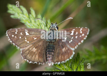 Oberthur's à Skipper (Pyrgus armoricanus) Banque D'Images