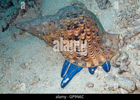 Shell Triton géant, Charonia tritonis, manger une étoile de mer bleue Linckia Linckia laevigata,. Banque D'Images