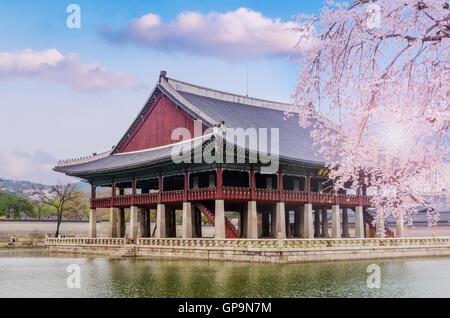 Fleur de cerisier au printemps de Gyeongbokgung Palace à Séoul, Corée Banque D'Images