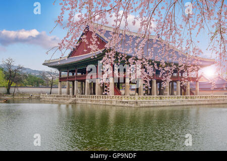 Fleur de cerisier au printemps de Gyeongbokgung Palace à Séoul, Corée. Banque D'Images