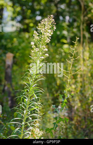 L'Erigeron canadensis plante appelée aussi horseweed horseweed canadien, Canadien, vergerette, coltstail marestail butterweed, et Banque D'Images