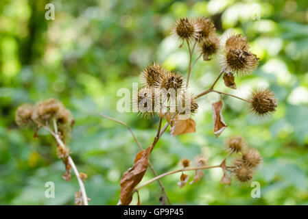 Arctium lappa à sec, plus communément appelé la bardane, gobo, Bardane comestible, lappa, Beggar's boutons, Burr, épineux ou heureux je majeur Banque D'Images