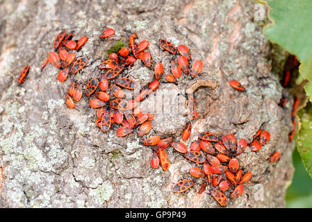 Colonie de noir et rouge Firebug ou Pyrrhocoris apterus, les adultes et les nymphes, sur un tronc d'arbre Banque D'Images