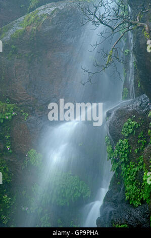 L'image de cascade de Mahabaleshwar, Hill station Maharashtra, Western Ghats, mousson, Inde Banque D'Images