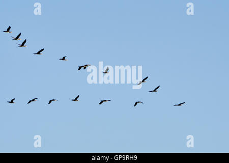 Troupeau de cormorans boulangerie le Banque D'Images