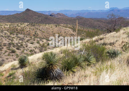 Poignard espagnol et espagnol yucca baïonnette les plantes croissant dans le desert hills des Black Hills de l'Arizona. Banque D'Images