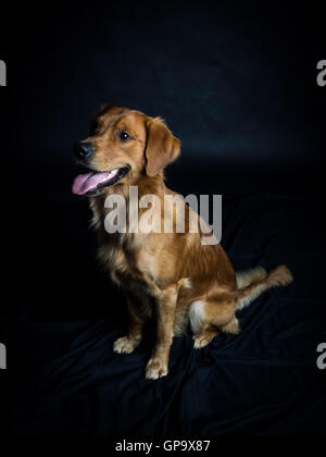 Golden Retriever Banque D'Images