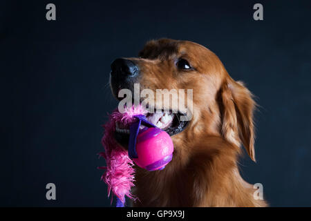 Golden Retriever Banque D'Images