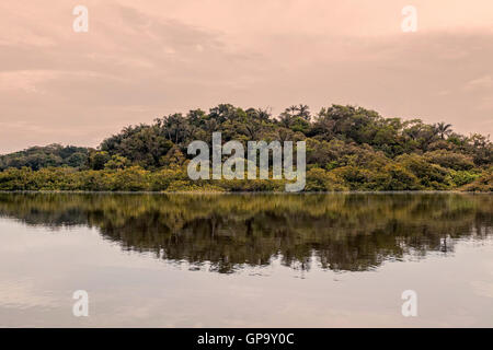 Jungle Amazonienne avec une végétation dense, des palmiers se détachant sur un Ciel de coucher du soleil dans la réserve faunique de Cuyabeno Banque D'Images