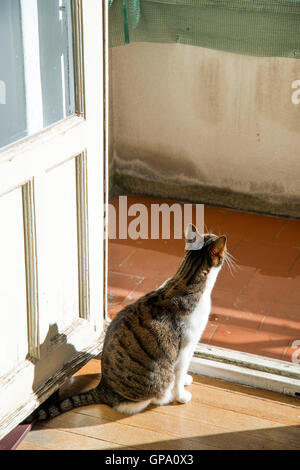 Tabby et blanc de soleil, assis par une porte ouverte. Banque D'Images