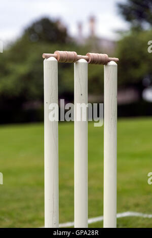 Close up de souches de cricket sur un terrain en gazon traditionnel