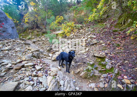 Chien autochtone parmi les montagnes se réjouit Banque D'Images