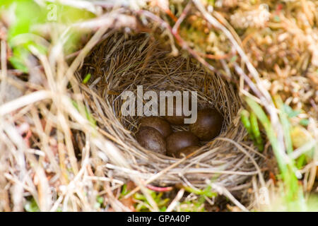 Petit nid avec des oeufs, tissé à partir de l'herbe dans la toundra. Libre Banque D'Images