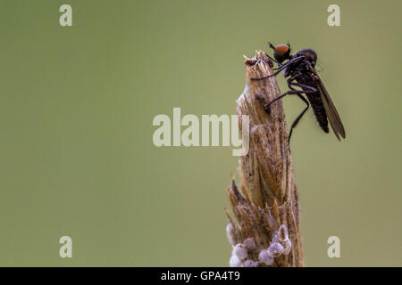 Robber fly (avec ses habitudes de prédateur agressif notoire) de manger les petites tortues araignées rouges sur une tige d'herbe, Yorkshire, UK Banque D'Images