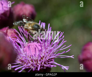 Close up macro d'abeilles sauvages qui travaillent dur et butiner sur un nectar pourpre rose fleur sauvage pom-pom. Abeille ouvrière. Banque D'Images