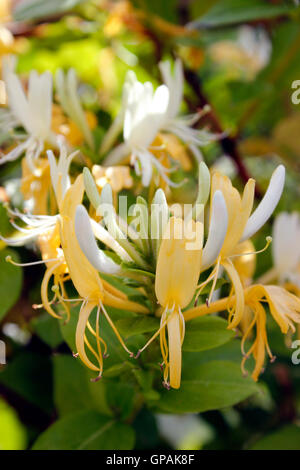 Chèvrefeuille jaune miel fleur dans la lumière du soleil Banque D'Images