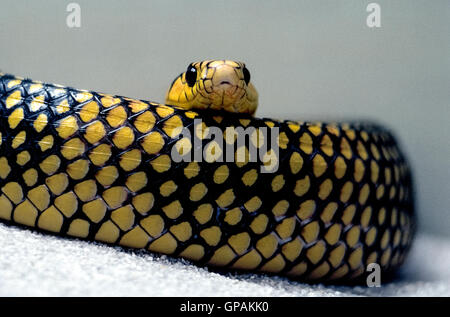 La tête d'un Tigre serpent Rat pairs sur une section de son corps enroulé qui a une peau noire avec un motif unique de points jaunes. Le nom scientifique de ce long nonvenomous Spilotes pullatus est serpent, mais ses autres noms communs : serpent rat jaune et poulet serpent. Banque D'Images