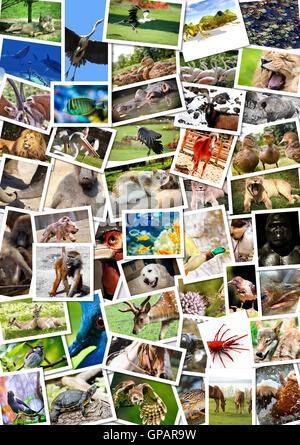 Différents animaux collage sur cartes postales Banque D'Images