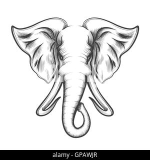 Tête d'éléphant dessiné en rétro style gravure isolé sur fond blanc. Vector illustration. Illustration de Vecteur