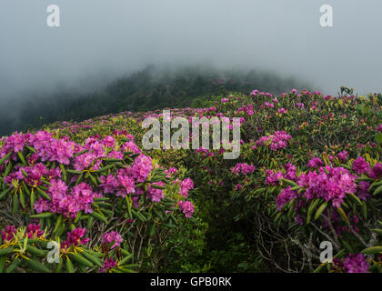 Coupe à travers le sentier de la mer dans le brouillard matin Rhododendron Banque D'Images