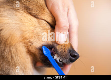 Shetland Sheepdog sur une brosse à dents Banque D'Images