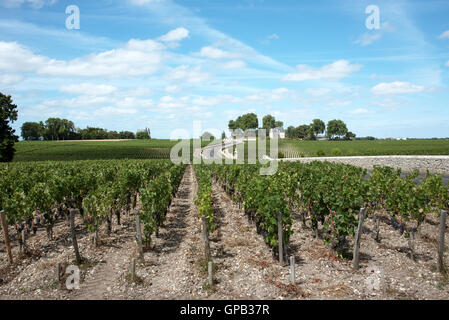 Région viticole de Pauillac France - vignes et vignobles de Pauillac une zone de production de vin de la région de Bordeaux France Banque D'Images