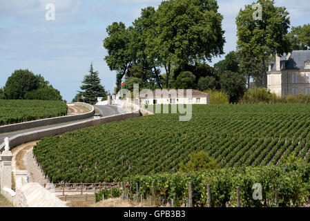 Région viticole de Pauillac France - vignes et vignobles de Pauillac une zone de production de vin de la région de Bordeaux France Banque D'Images