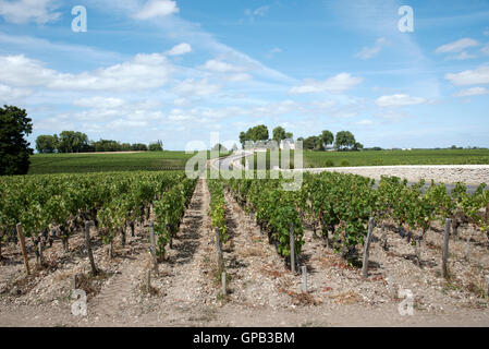 Région viticole de Pauillac France - vignes et vignobles de Pauillac une zone de production de vin de la région de Bordeaux France Banque D'Images