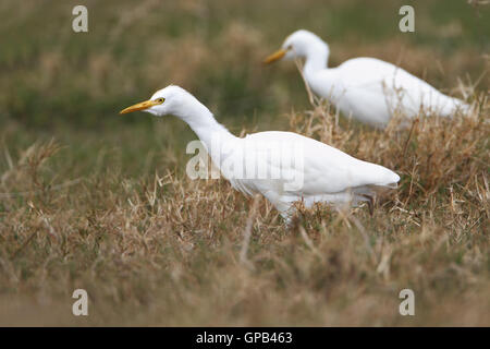 Héron garde-boeufs (Bubulcus ibis) walking in grass field, Kissimmee, Floride, USA Banque D'Images
