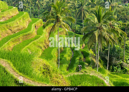 Célèbre attraction de Ubud - Les terrasses de riz de Tegallalang à Bali, Indonésie Banque D'Images