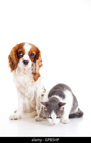 Chien avec cat en studio. Chien et chat assis ensemble dans l'arrière-plan blanc. Cavalier King Charles Spaniel avec chat domestique. Banque D'Images