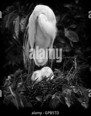 Grande Aigrette se distingue de manière protectrice sur son sommeil, blottis et humide pendant une pluie de poussins en Floride. Banque D'Images