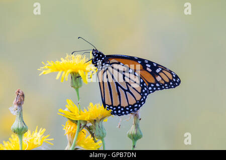 Le monarque (Danaus plexippus) en été isolé sur fond gris. Banque D'Images