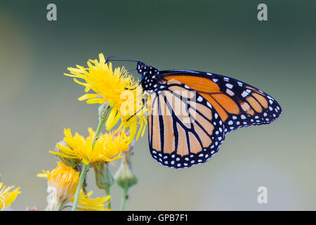 Le monarque (Danaus plexippus) en été isolé sur fond gris. Banque D'Images