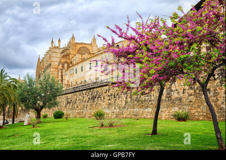 Cerisier en fleurs rouge en face de la Seu, la cathédrale de Palma de Mallorca, Espagne Banque D'Images