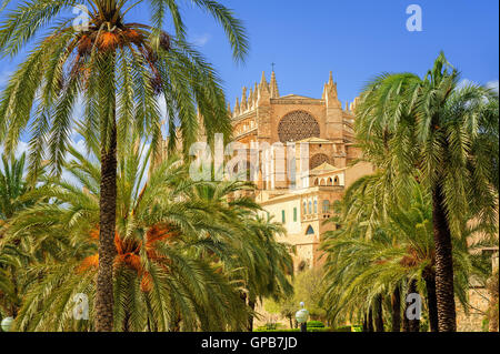 La Seu, la cité médiévale cathédrale gothique de Palma de Mallorca, dans le jardin de palmiers, Espagne Banque D'Images