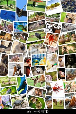 Différents animaux collage sur cartes postales Banque D'Images