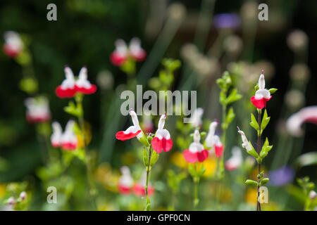 Hot Lips Salvia microphylla arbuste sage. Banque D'Images