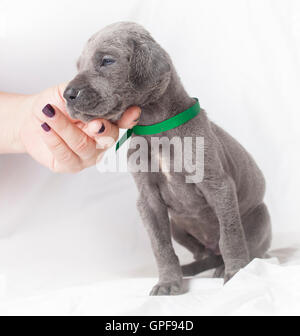 Jeune chiot de race Dogue Allemand donnant un regard d'amour Banque D'Images