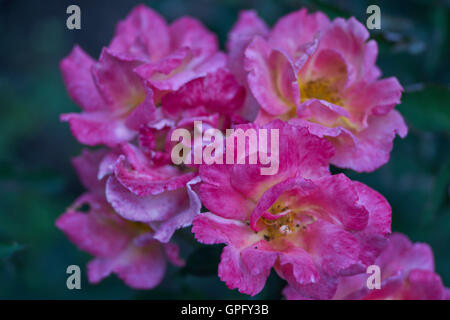 Roses rose close up Banque D'Images