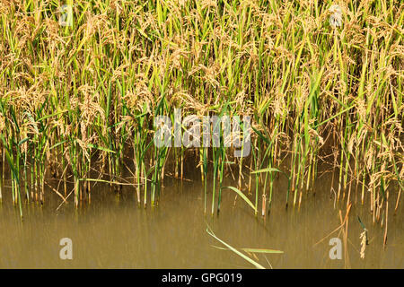 La culture du riz semi-aquatiques dans une rizière à Albufera près de Valence Espagne Banque D'Images