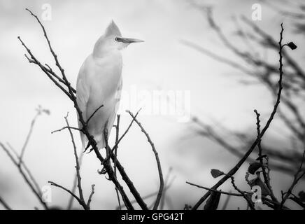 Dans ce high key image en noir et blanc un héron garde-boeuf blanc se dresse contre un ciel blanc lumineux défini uniquement par des tons de gris. Banque D'Images