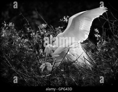 Une paire d'aigrettes blanches Joli look 'doin' la chose sauvage' dans cet intime BW voir ! Un œuf bleu apparaît au nid sous peu ! Banque D'Images